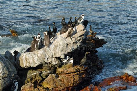 African Penguins in Betty S Bay Stock Image - Image of sand, nature: 51075091