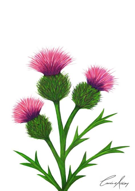 Scottish Thistle Sketch at PaintingValley.com | Explore collection of ...