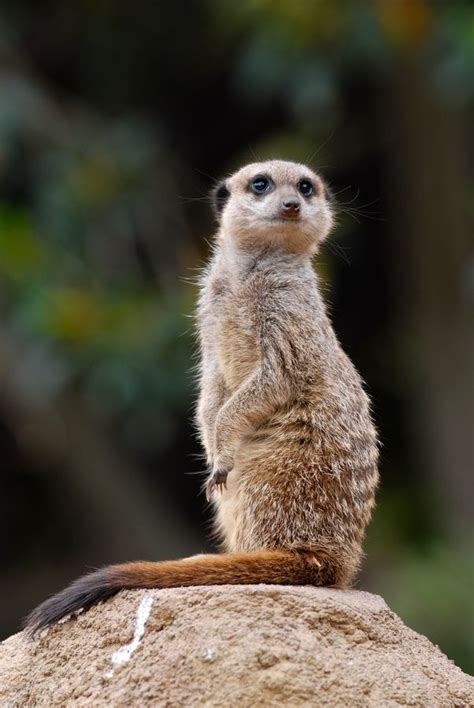 Portrait of a Meerkat | Meerkat, Cute animals, Animals wild