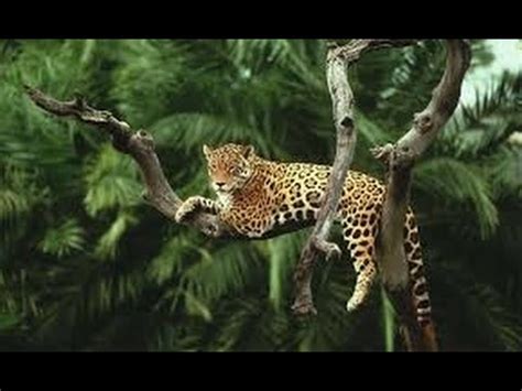 Amazon rainforest animals - Discover the animals in the Amazon Forest - YouTube