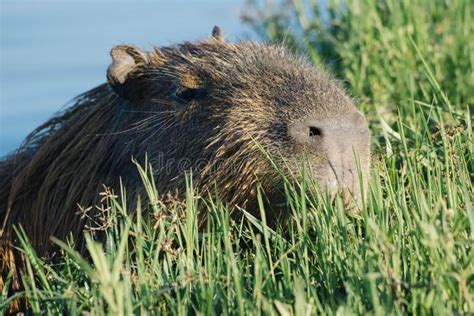 Capybara Swimming in the Water Stock Photo - Image of largest, whiskers: 105081400