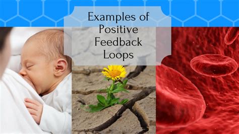 Positive Feedback Loop Examples - Science Trends