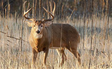 Shooter Bucks: How to Pick the Perfect Deer