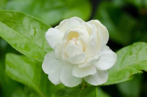 10 Types of Jasmine Flowers - Can You Guess Them All? | Jasmine plant ...