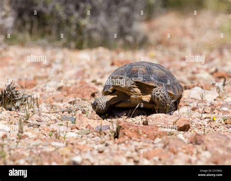 Mojave desert tortoise (Gopherus agassizii) in its natural habitat - Mojave desert, California ...