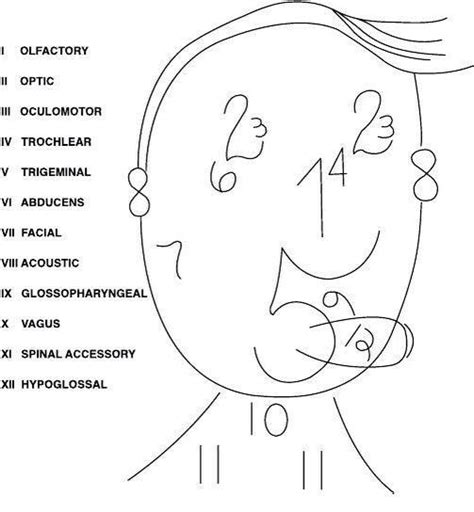 Cranial Nerves Mnemonics [Clean, Dirty & Easy-to-Remember]