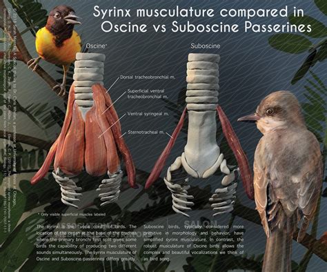 Syrinx Musculature Compared in Oscine vs Suboscine Passerines | AMI ...