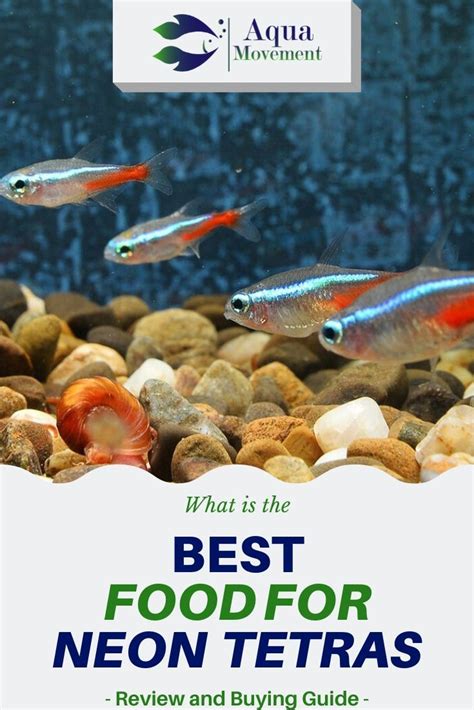 Best Food for Neon Tetras Reviewed | Aqua Movement | Neon tetra fish, Neon tetras, Neon tetra