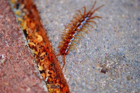 Best Centipede Traps For Indoors - How I Get Rid Of