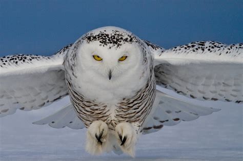 judy bingman photography: snowy owl