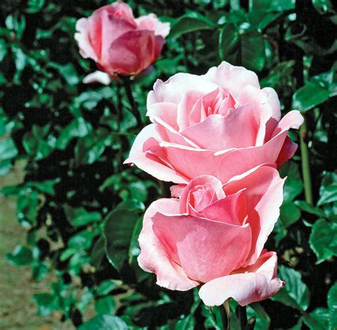 How to Plant and Grow Grandiflora Rose