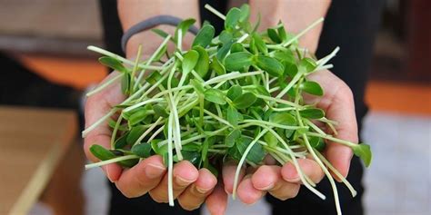 Complete List of Main Types of Microgreens You Can Grow | GroCycle