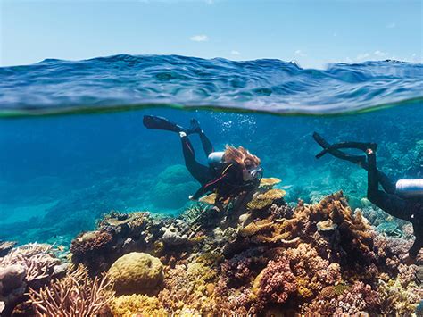 The best diving and snorkeling sites in the Great Barrier Reef