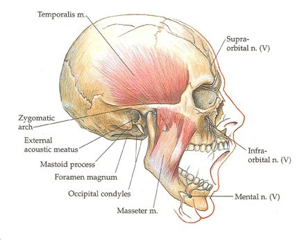 Anatomy Of The Lower Jaw