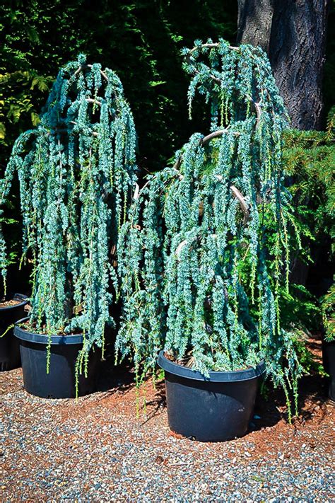 weeping-blue-atlas-cedar-3 in 2020 | Weeping blue atlas cedar, Blue atlas cedar, Conifers garden