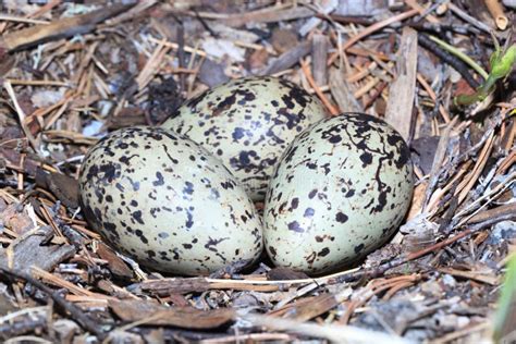 Haematopus Ostralegus, Eurasian Oystercatcher. Eggs. Stock Image - Image of bird ...