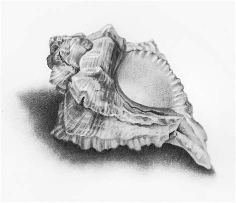 pencil sea shell drawings to pin | Shell drawing. Shell Drawing, Form ...