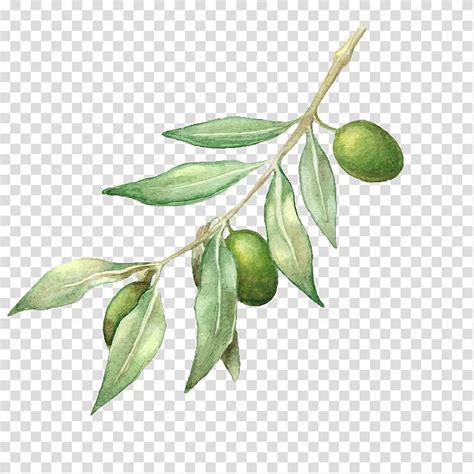 Green leafed plant with green fruit illustration, Olive oil Olive ...