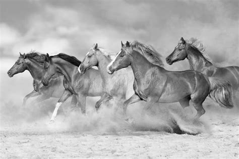 Running Horses Black And White