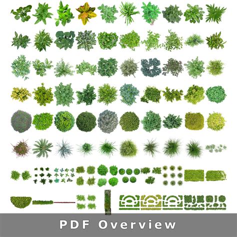 Top View Plants 02 – 2D Plant Entourage for Architecture Illustration .PNG