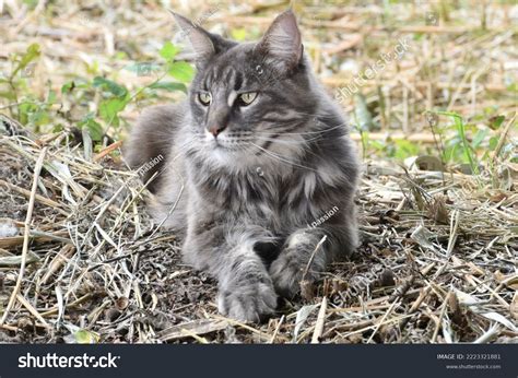 Male Blue Tabby Maine Coon Cat Stock Photo 2223321881 | Shutterstock