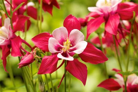 Columbine Flowers: Planting, Growing, and Caring for Columbines