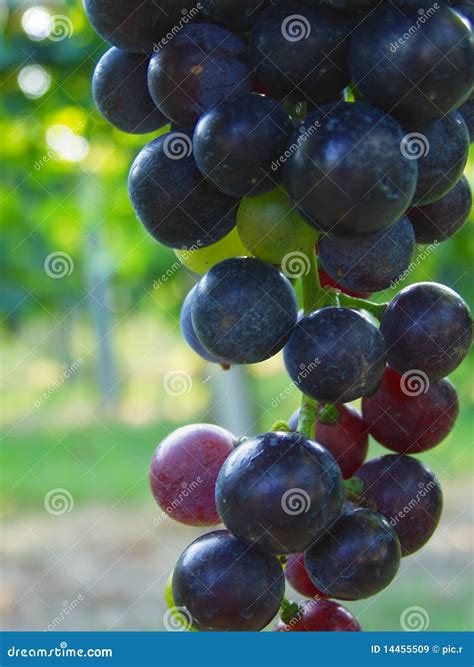 Blue grapes in vineyard stock image. Image of blue, fruit - 14455509