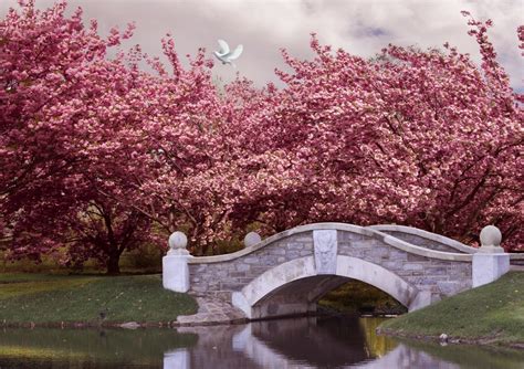 Download Pink Flower Pond Tree Blossom Bridge Spring Earth Photography Park 4k Ultra HD Wallpaper