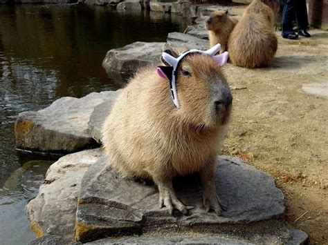 Latest Funny Pictures: Funny Capybara