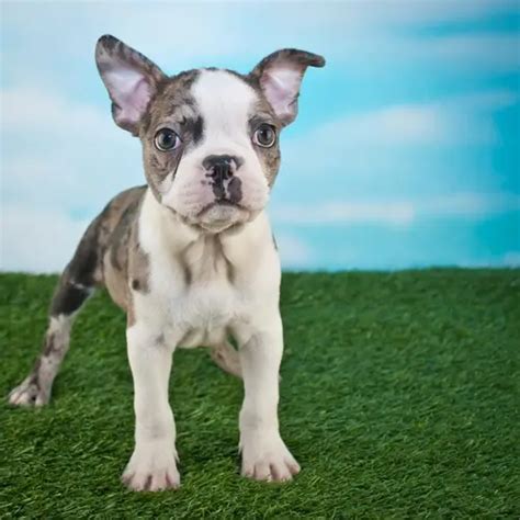 Beautiful Frenchton Puppies for Sale | TrustedPuppies.com