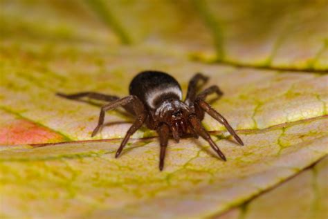 Mouse Spider (Missulena) - Glenlivet Wildlife