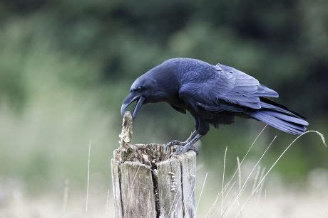 58 Crow eats Stock Pictures, Editorial Images and Stock Photos | Shutterstock