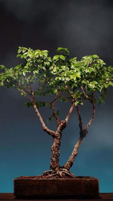 Chinese Elm Bonsai in 2022 | Small garden design, Miniature garden ...