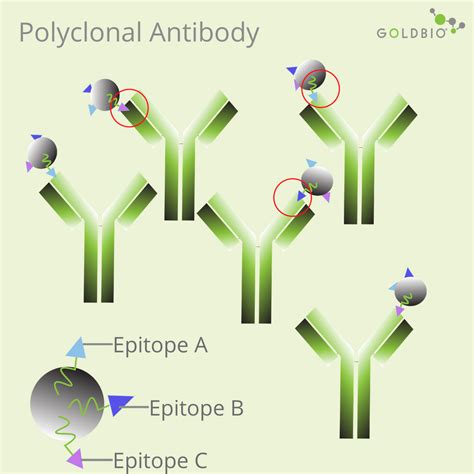 An Overview of Polyclonal and Monoclonal Antibodies: Their Differences and How to Choose | GoldBio