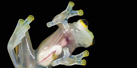 The Glass Frog Doesn't Care if You Can See Its Guts | WIRED