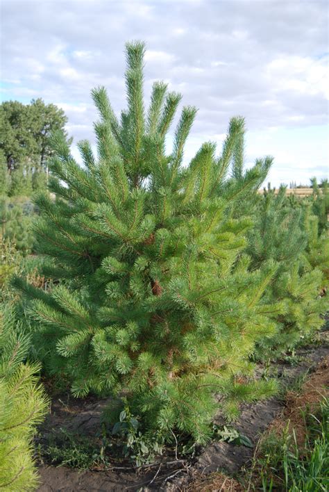 Scots Pine (2) – EVER GREEN ACRES TREE FARM