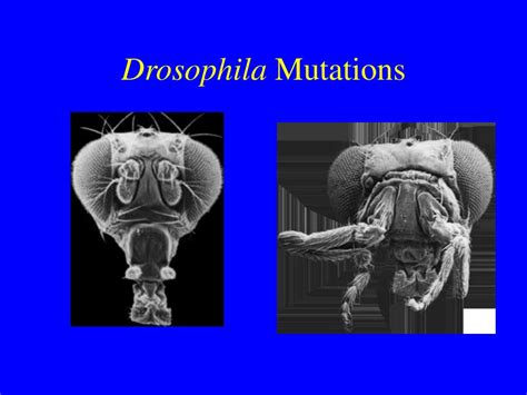 PPT - Chromosomes: The Physical Basis of Inheritance PowerPoint Presentation - ID:4803416