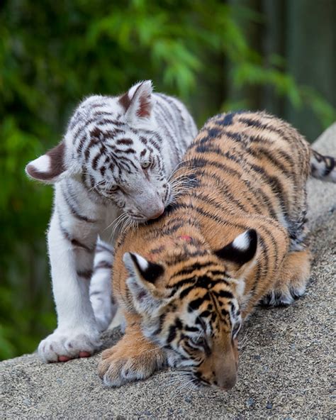 Bengal Tiger Cubs | Bengal Tiger cubs from the Cougar Mounta… | Flickr