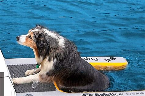 3 Best Dog Pool Ramps of 2022 + Best Dog Life Jacket