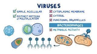 Powassan Virus: What Is It, Causes, Treatment | Osmosis