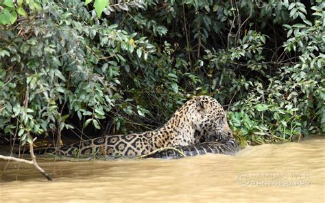 Brazil Wildlife – Ramdas Iyer Photography