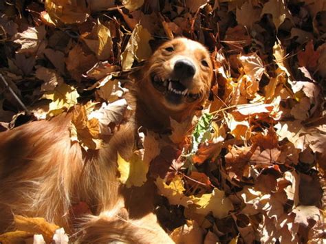 28 Dogs Freaking Out About Autumn Leaves