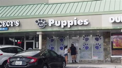 Puppies Store Near Me / Puppy Stores Places Vip Puppies : After all, a puppy isn't just a new ...