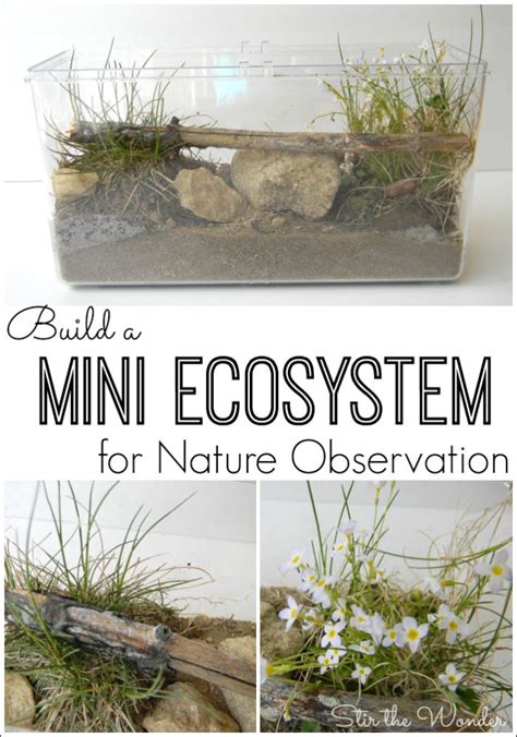 Build a Mini Ecosystem for Nature Observation with Kids