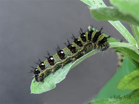 American lady butterfly life cycle – Betty Hall Photography