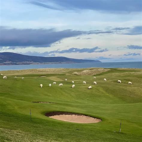 Brora Golf club has their maintenance under control! Electric cattle fences keep the livestock ...