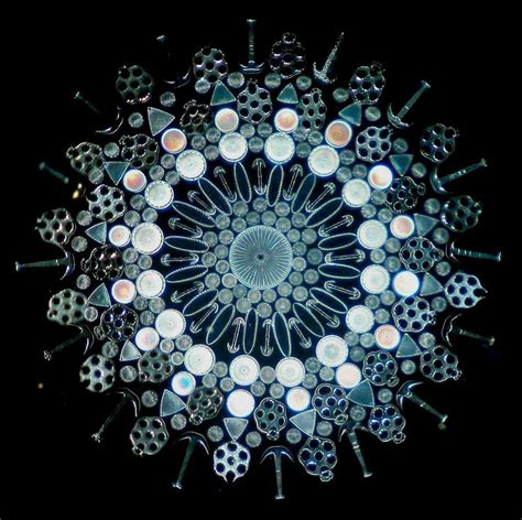 16 best images about Diatoms on Pinterest | Victorian, Nature images and Cell wall