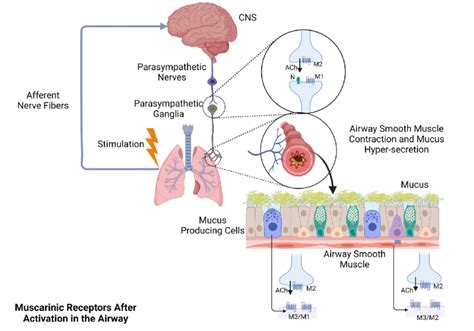 Acetylcholine Receptor Muscle Contraction