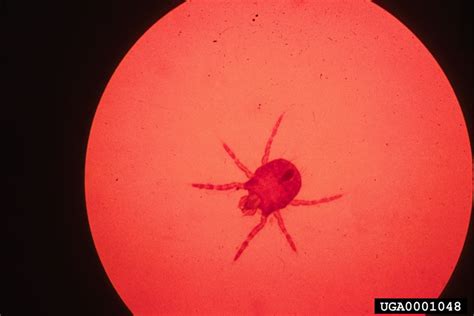 Trombiculidae; Chiggers; Harvest Mites; Leptotrombidium; Neotrombicula; Red Bugs; Trombicula ...