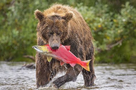 Alaska Peninsula brown bear (Ursus arctos horribilis) with freshly caught salmon, Katmai ...